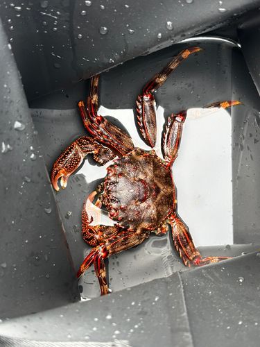 カニの釣果