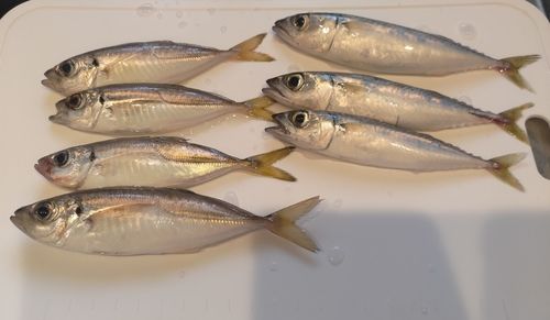 アジの釣果