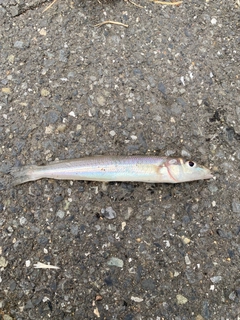 シロギスの釣果