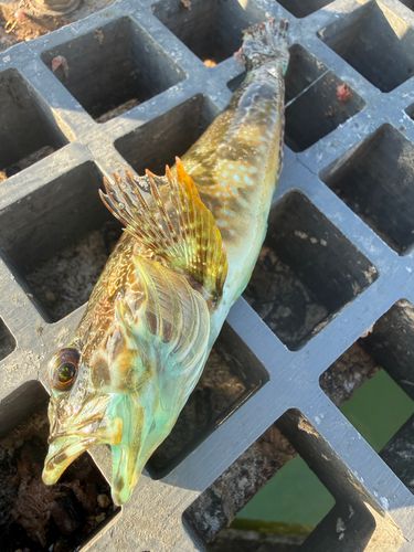 ハゼの釣果