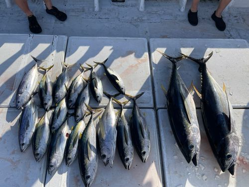 キハダマグロの釣果