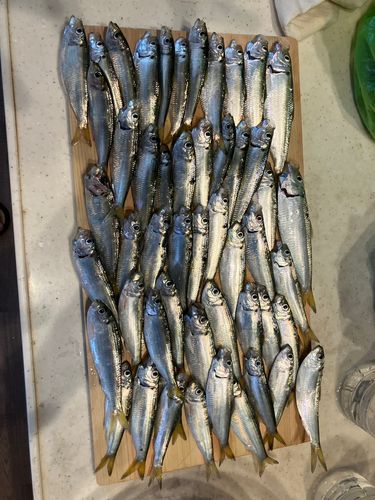 ママカリの釣果