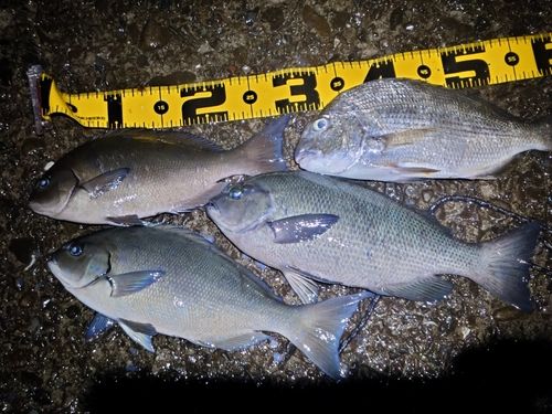 グレの釣果