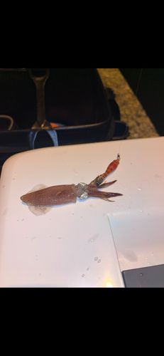 ベイカの釣果