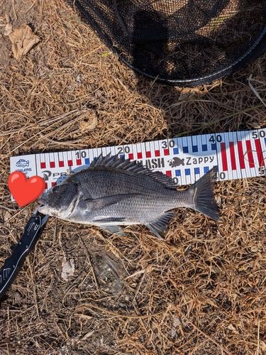 チヌの釣果