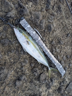 ブリの釣果
