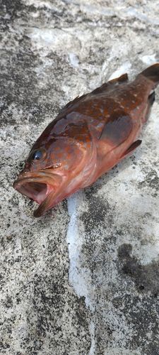キジハタの釣果