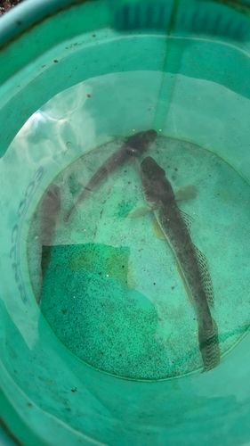 ハゼの釣果