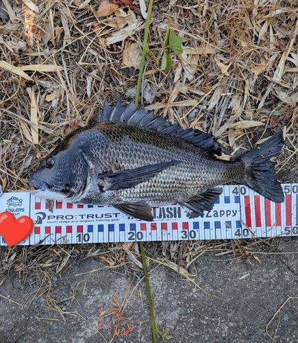 チヌの釣果