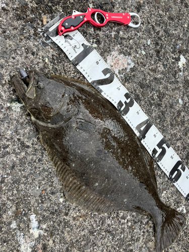 ヒラメの釣果