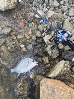 キビレの釣果