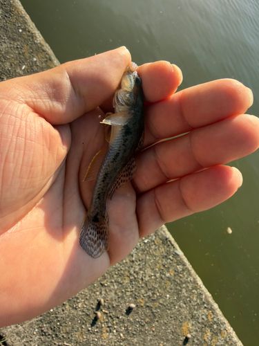 マハゼの釣果