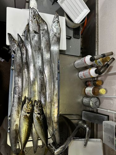 タチウオの釣果
