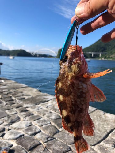 カサゴの釣果