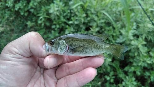 ラージマウスバスの釣果