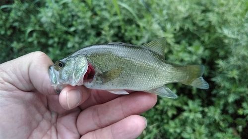 ラージマウスバスの釣果