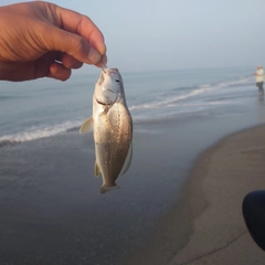 ニベの釣果