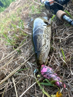 ライギョの釣果