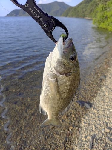 ミナミクロダイの釣果
