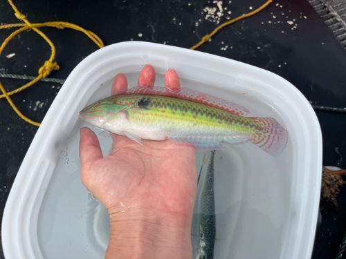 キュウセンの釣果