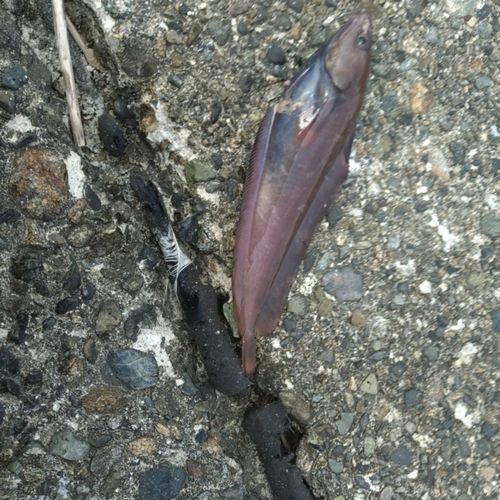 ドンコの釣果