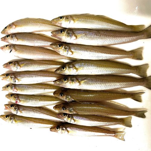 シロギスの釣果