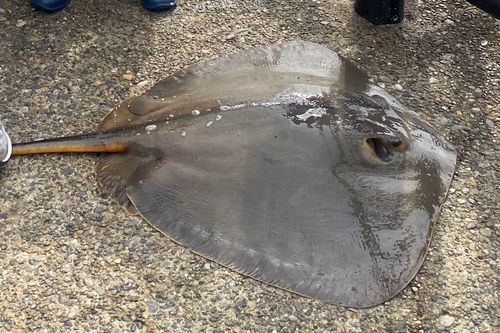エイの釣果