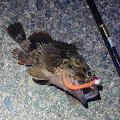 カサゴの釣果