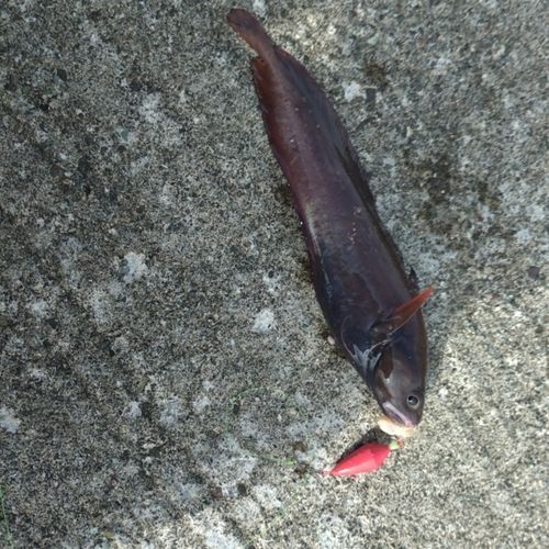 ドンコの釣果