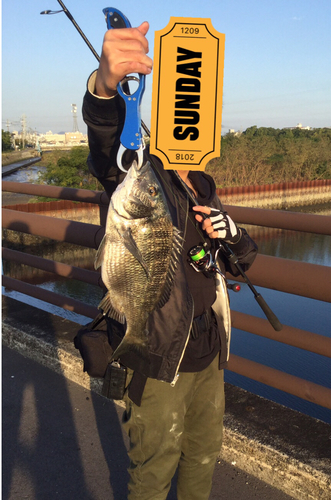 クロダイの釣果