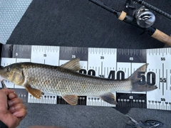 ニゴイの釣果