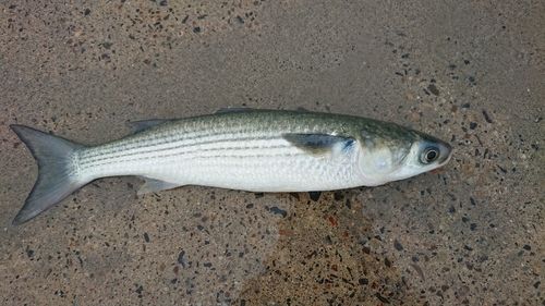 ボラの釣果