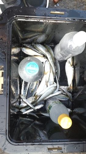イワシの釣果