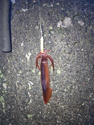 スルメイカの釣果