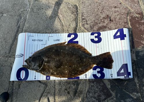 ヒラメの釣果