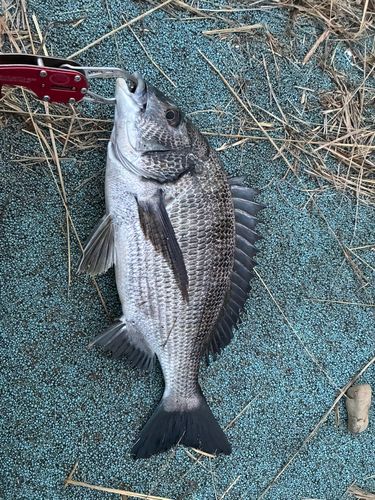 チヌの釣果