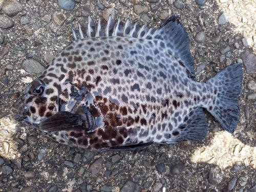 イシガキダイの釣果
