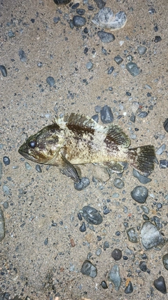 ムラソイの釣果