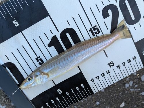 シロギスの釣果