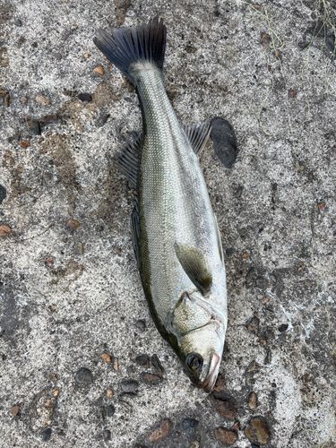 フッコ（マルスズキ）の釣果
