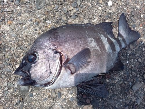 イシダイの釣果
