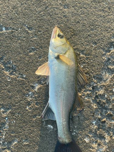 セイゴ（ヒラスズキ）の釣果