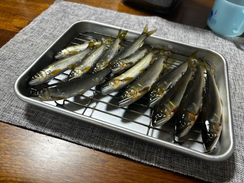 アユの釣果