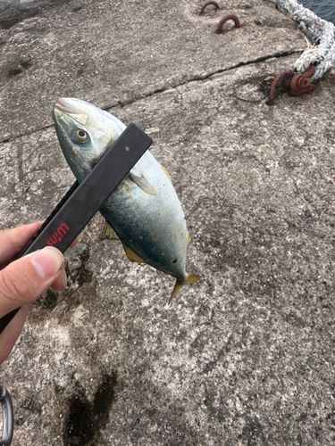 ツバスの釣果