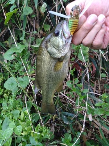 ラージマウスバスの釣果