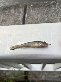 マハゼの釣果