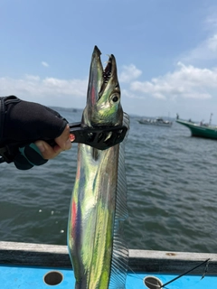 タチウオの釣果