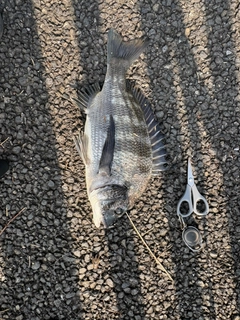 チヌの釣果