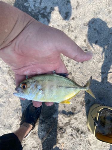 メッキの釣果