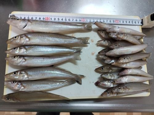 キスの釣果